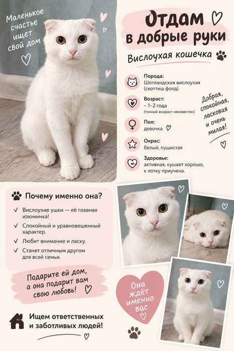 Отдам котенка в добрые руки