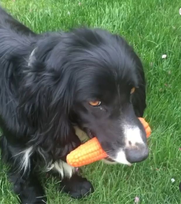 Ищем невесту для спаниелья