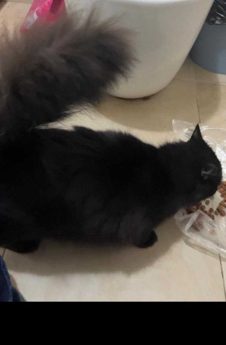 Отдам в добрые руки черного кота