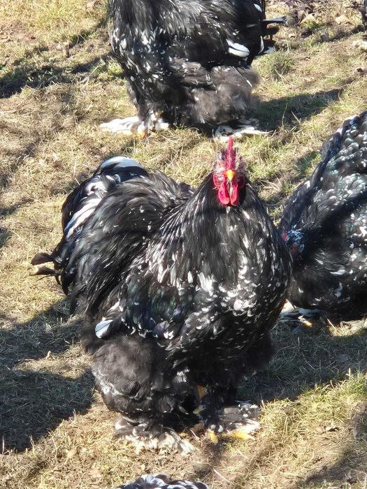 Cocosi cochinchina urias