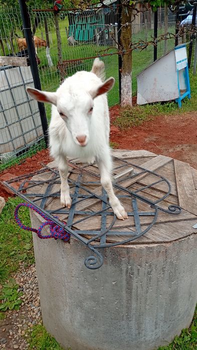 Capră cu iadă de vânzare