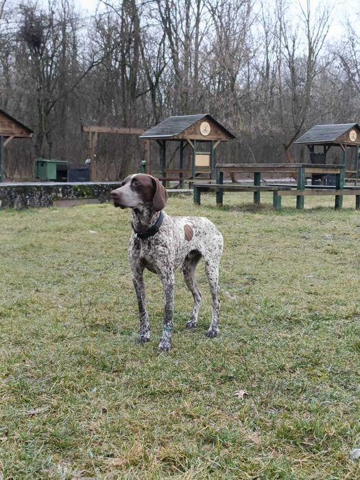 Dresaj canin si disciplina de baza