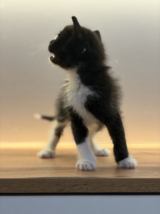 Черный котенок 1 месяц