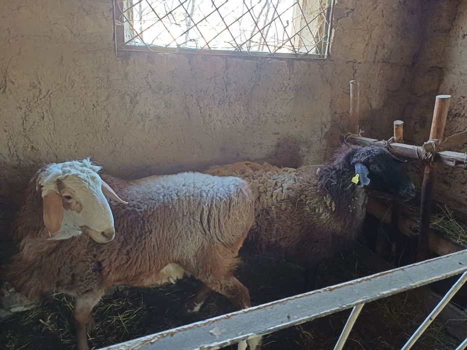 Қозы,  қошқар қозлы қой сатылады