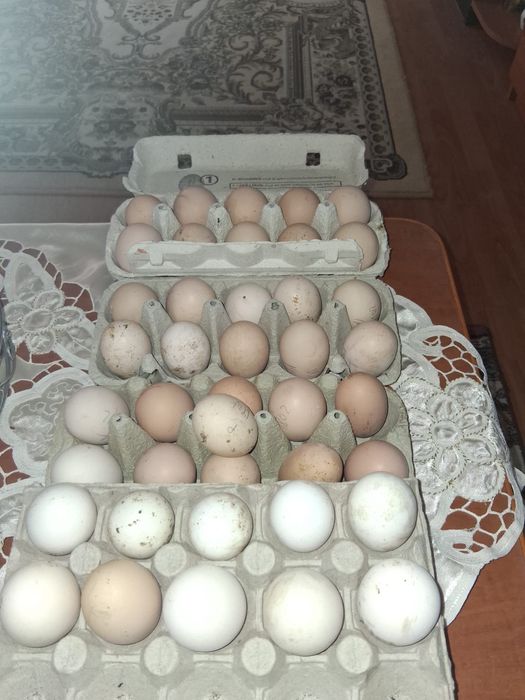 Fazani.Gaini de rasa,cocosi albi, gaini tara, oua pt incubat