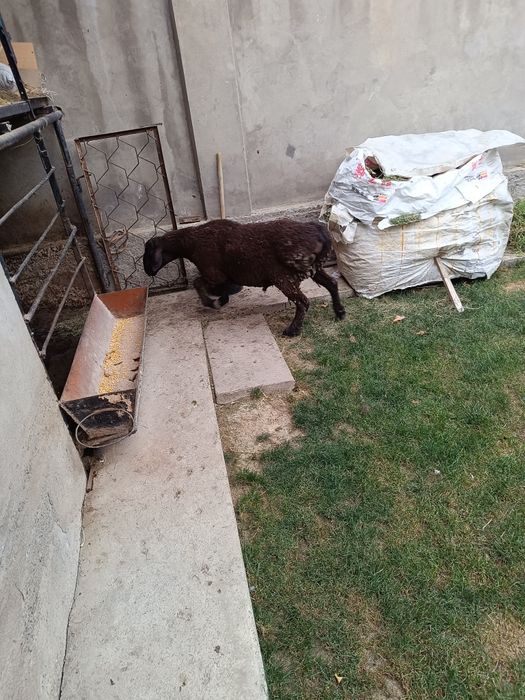 Qassob qoy soyish xizmati