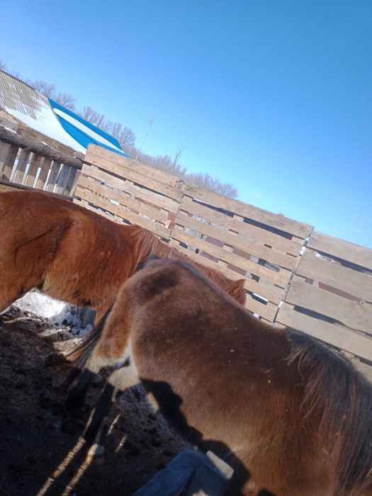 Продам лошадь 450000