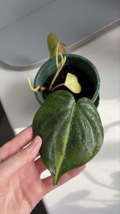 Продам фил бразил