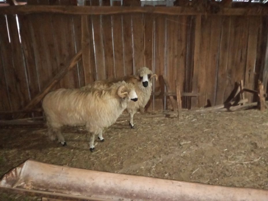 Miori de vânzare 1500lei/bucată