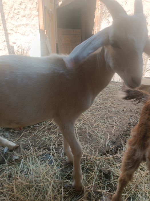 Нубийская порода