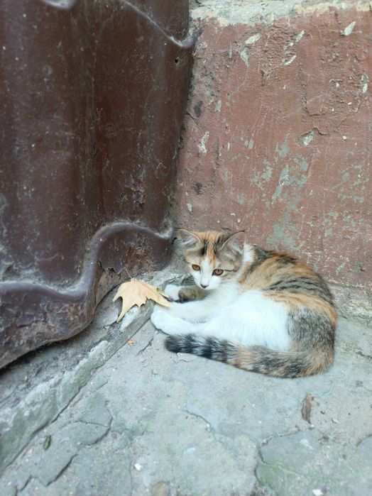 В добрые ручки лучших пушистиков