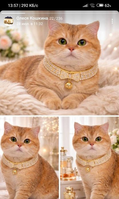 Вязка 3 кота ,Mushuklarning juftlashishi