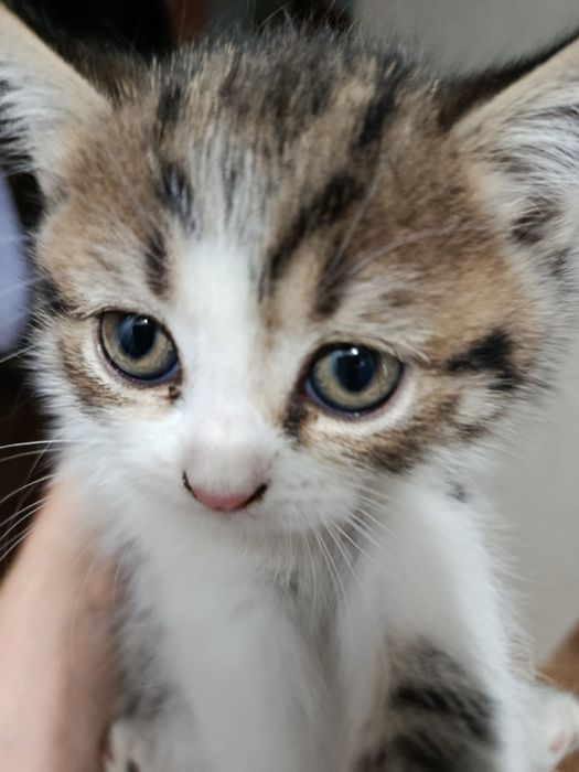 Отдам котят, возраст месяц и 3 недели