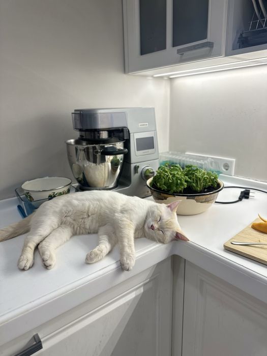 Кот ищет ответсвенную семью!