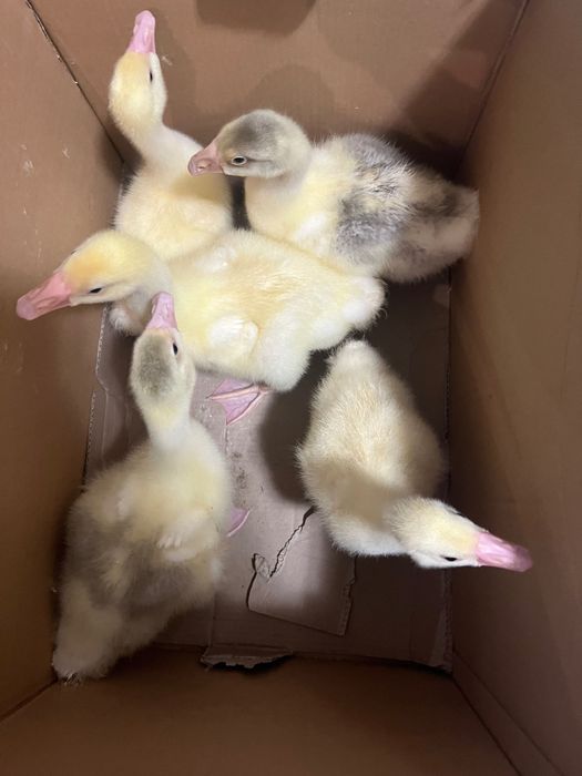 Продаются гусята