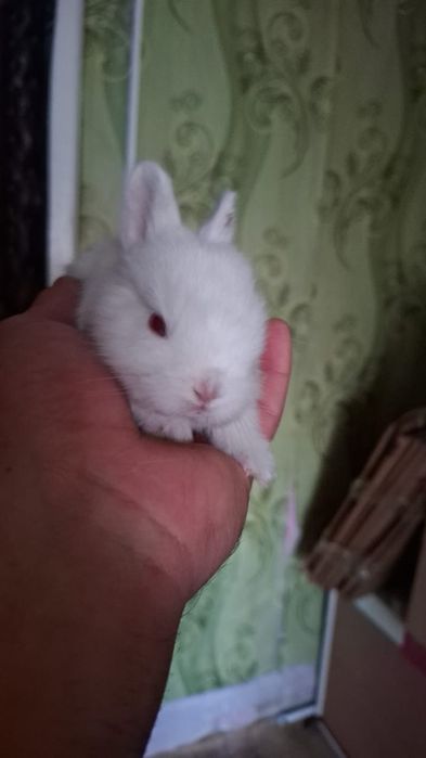 Продам кролика декоративные есть доставка