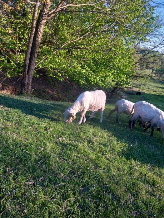 Vând 2 berbeci buni de prăsilă