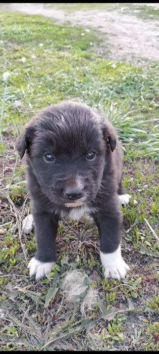 Отдам щенка в хорошие руки