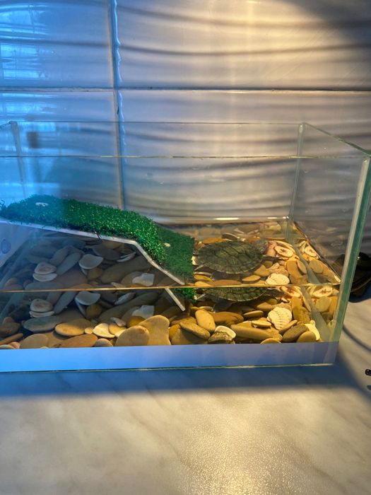 Продам черепашку с аквариумом