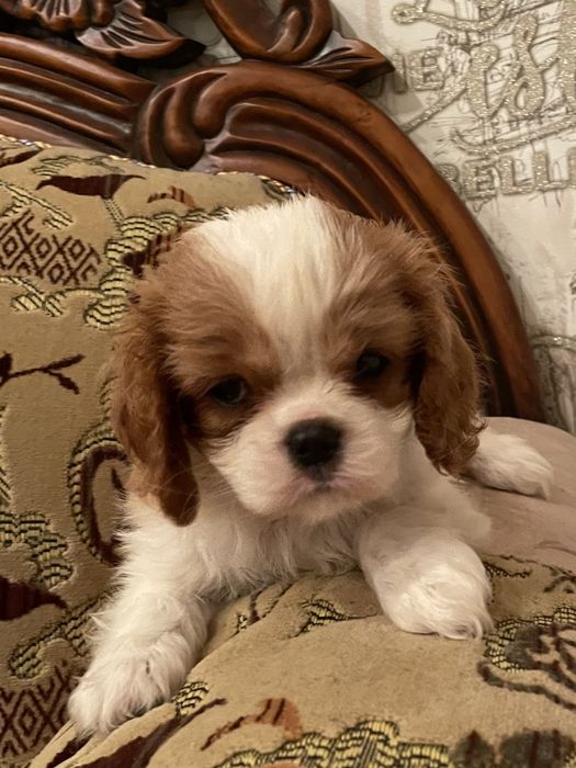 Кавалер кинг чарльз спаниель