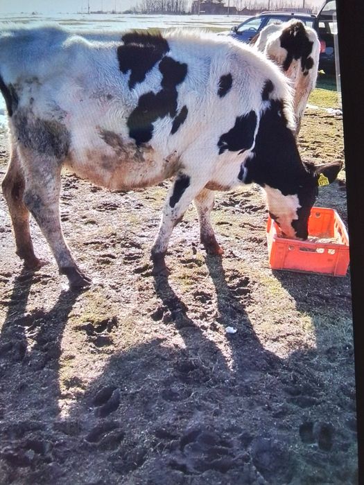 Vând junici gestante și una care abia a fătat un vițel frumos.