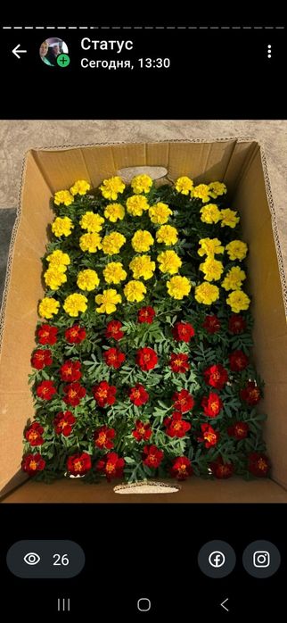 Петуния бархатци шафран