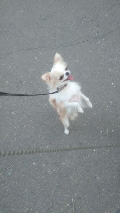 Чихуахуа ищет невесту