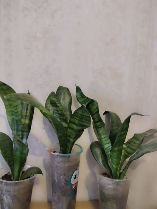 Сансевьерия сортовая  .