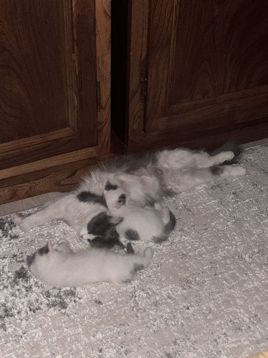 Котяти в добрые руки