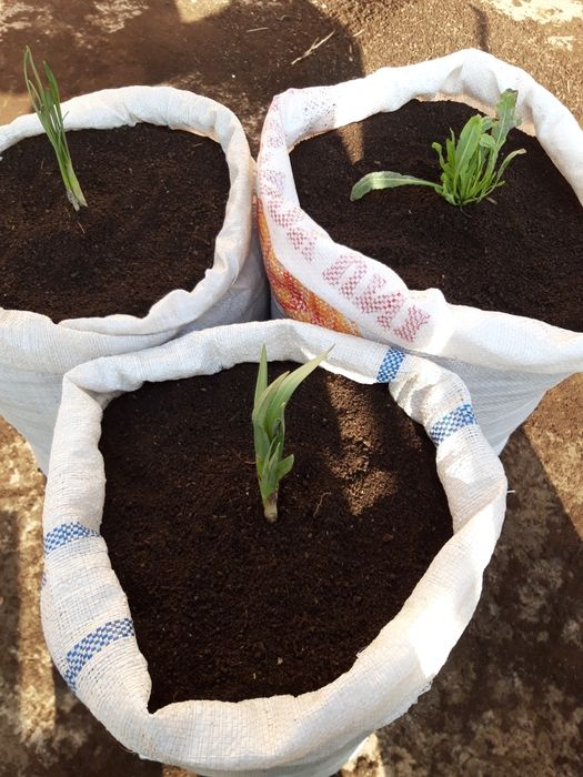 Сифатли биогомус  ва калифорная чувалчанглари  сотилади