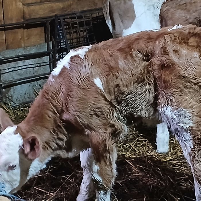 Vitei baltata românească