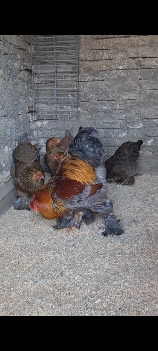 Oua Brahma potarnichiu