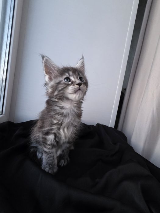 Мейн-кун| Котята | Бронь|