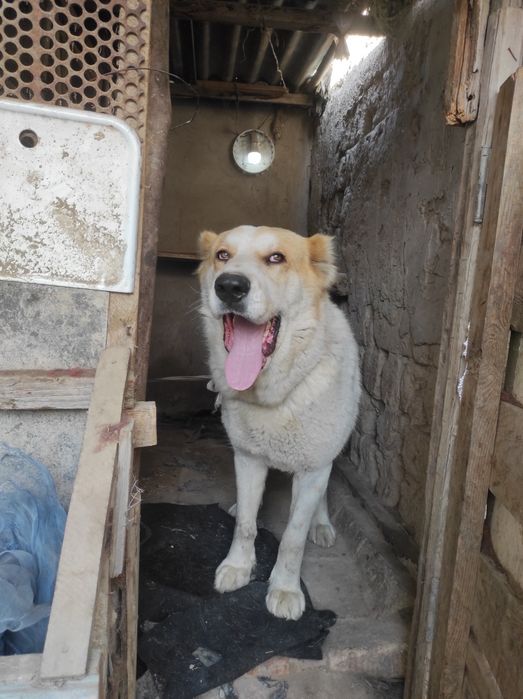 Продается сучка алабай