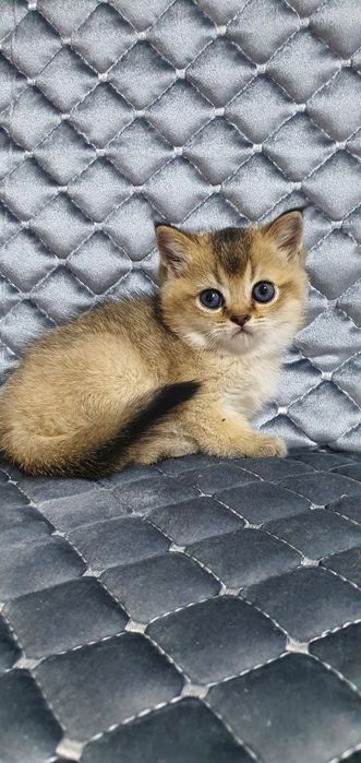 Zalatistiy shinshila ny25lar sotuvda
