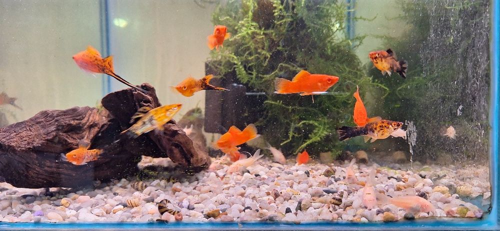 Pesti de acvariu. Scalari Bucuresti Sectorul 3 • OLX.ro