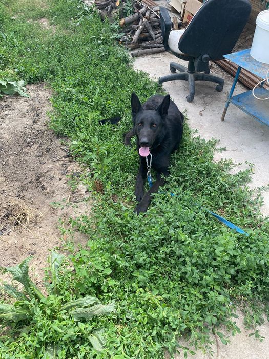 Вео ищеть себе невесту! НЕ ПРОДАЮ