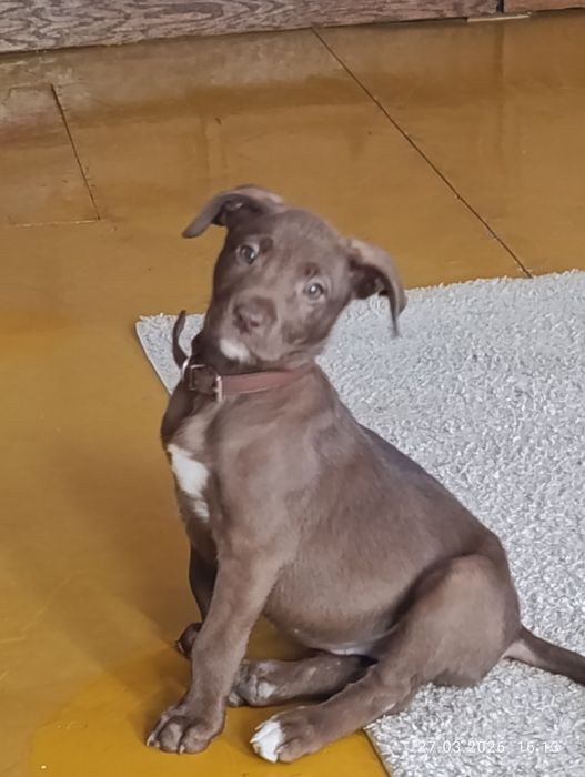 Питбулька,шоколадная девочка с красивыми глазами.35000