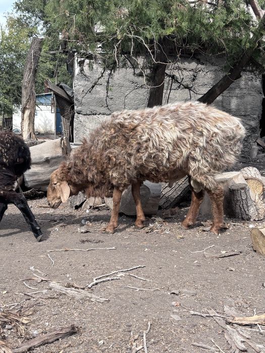 Продам барана кошкар