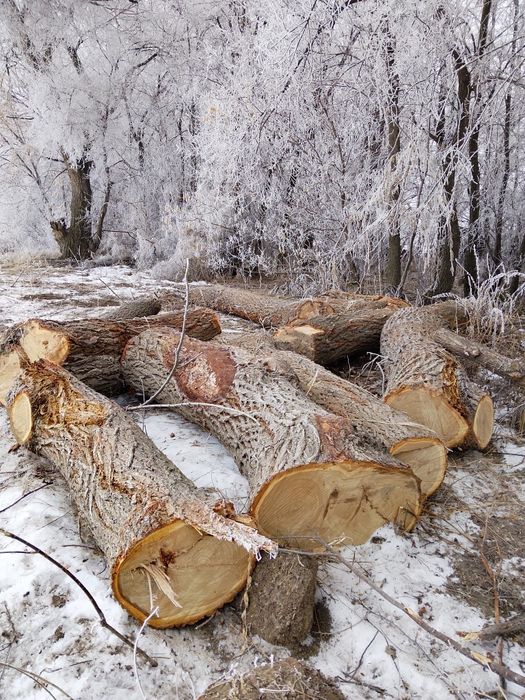 Продам дрова , карагач