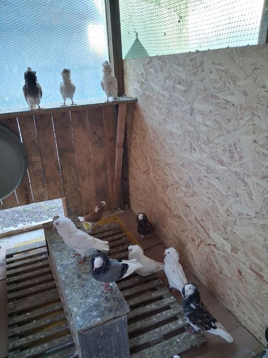 De vânzare porumbei capucini și o pereche de găini  wyandotte pitice!