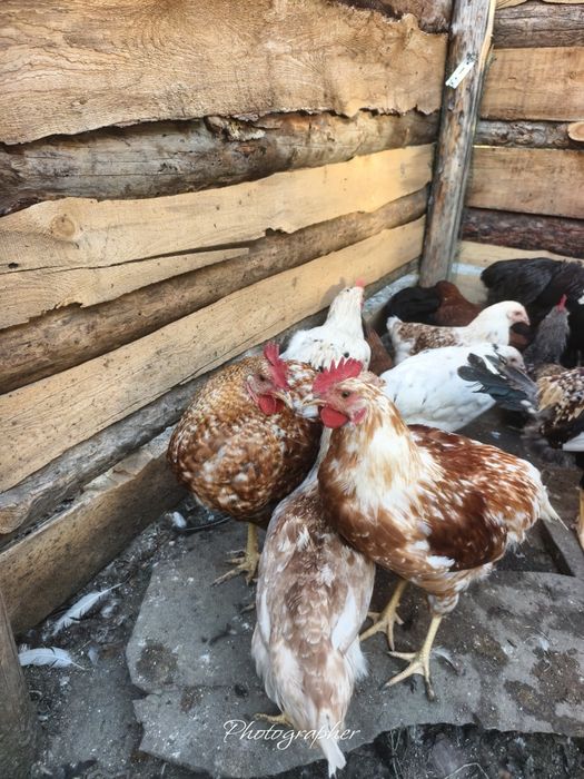Продам петушков молодок
