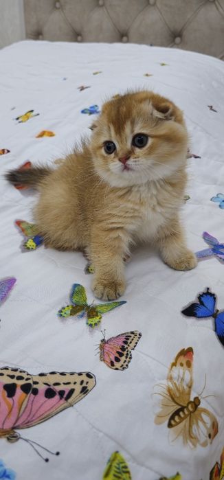 Золотистая шиншилла