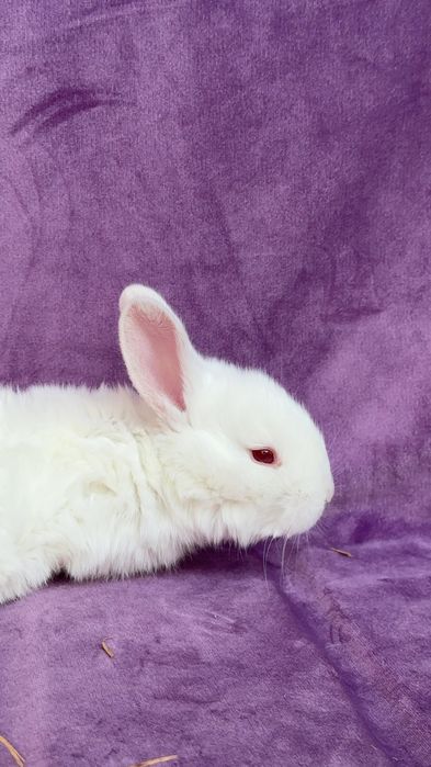 Куйон боллани сотлади 30-45 кунлик