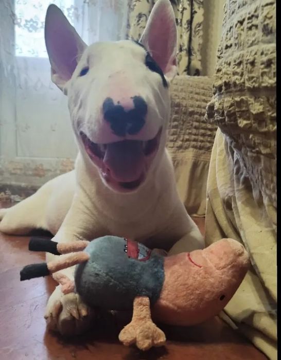 Щенки Бультерьера