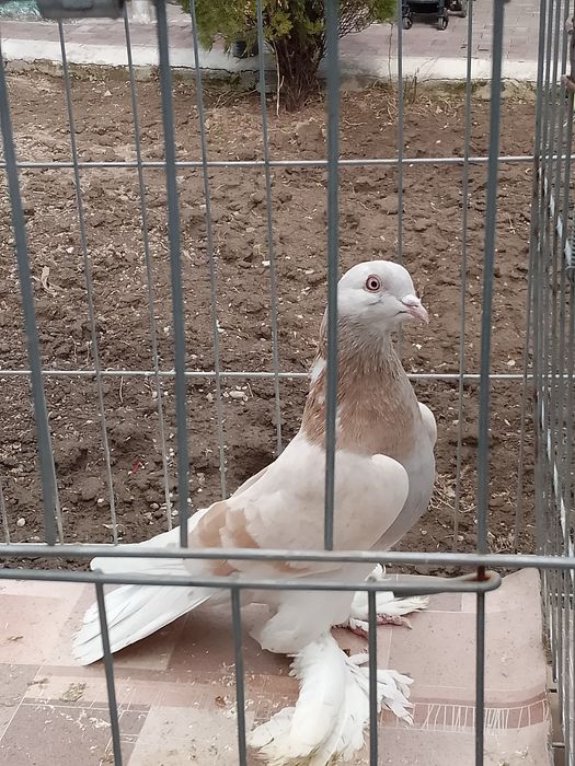 Тасманка голуби тараз