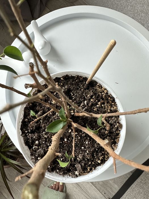 Продам цветы, недорого.