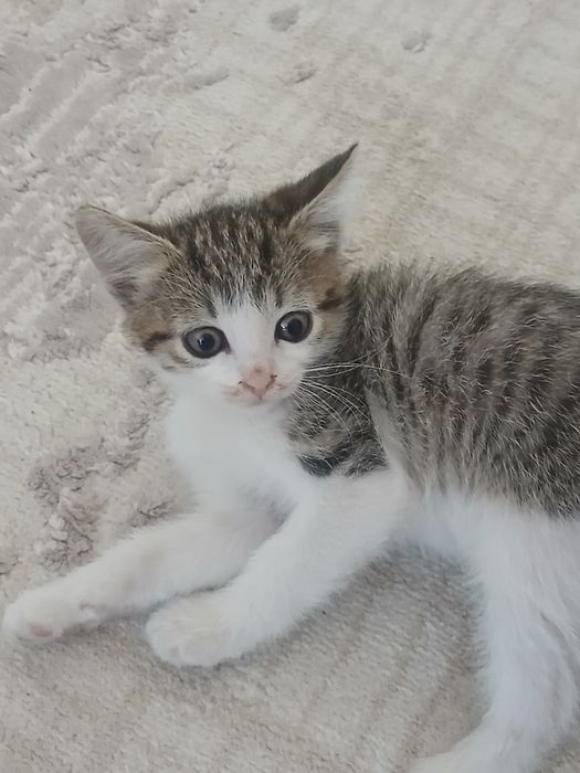 Котёнок приучен к лотку