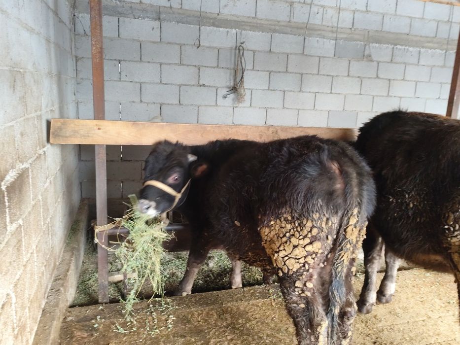 Семіз кунанжын бычок сатылады жемде тур