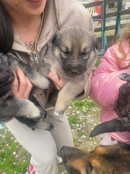 Подарявам кученца,баща -хъски,майка -немска овчарка.